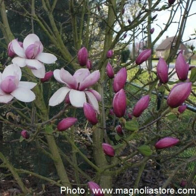 Bilde av Magnolia 'Tikitere'-Spanne Plantesalg