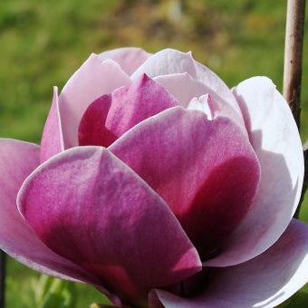 Bilde av Magnolia 'Venus'-Spanne Plantesalg