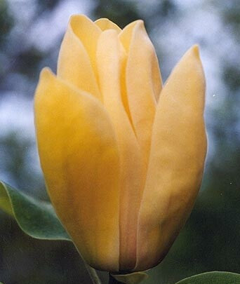 Bilde av Magnolia brooklynensis'Yellow Bird´ C5-Spanne Plantesalg