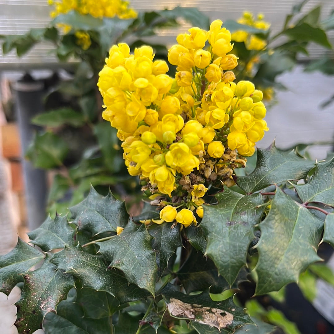 Bilde av MAHONIA AQUIFOLIUM-Spanne Plantesalg