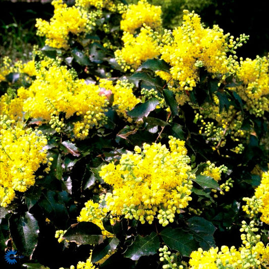 Bilde av Mahonia aquifolium 'Apollo'-Spanne Plantesalg