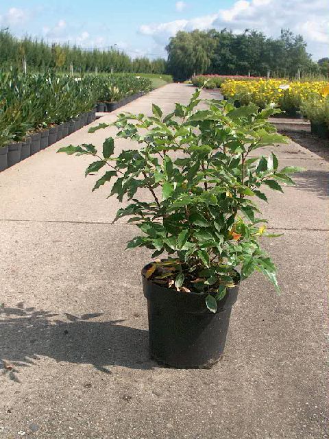 Bilde av MAHONIA AQUIFOLIUM-Spanne Plantesalg