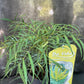 Bilde av Mahonia eur. 'Soft Caress' ®-Spanne Plantesalg