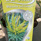 Bilde av Mahonia eur. 'Soft Caress' ®-Spanne Plantesalg