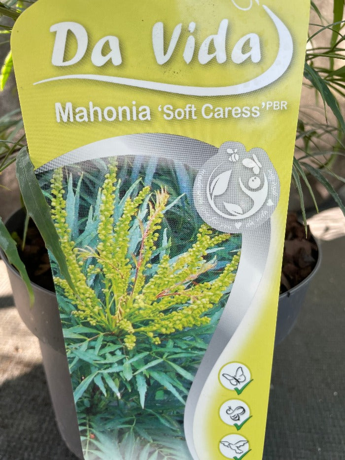 Bilde av Mahonia eur. 'Soft Caress' ®-Spanne Plantesalg