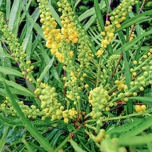 Bilde av Mahonia eur. 'Sweet Winter' ®-Spanne Plantesalg