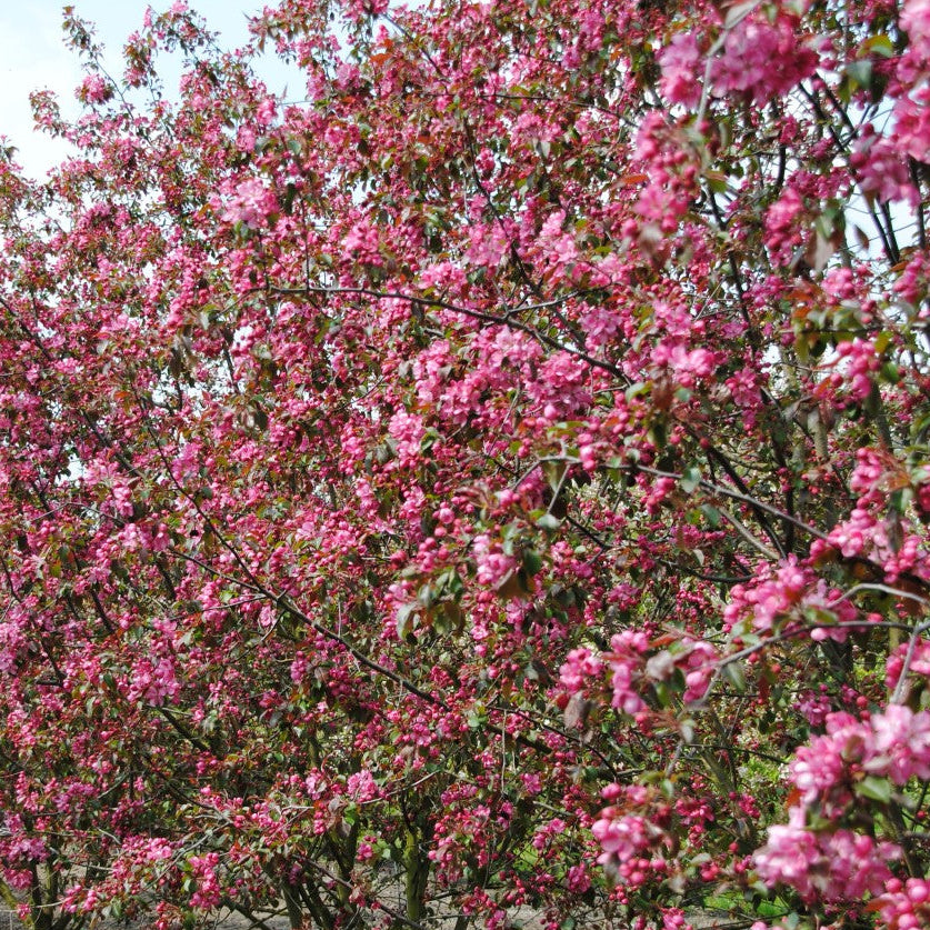 Bilde av Malus Maka-mik-Spanne Plantesalg
