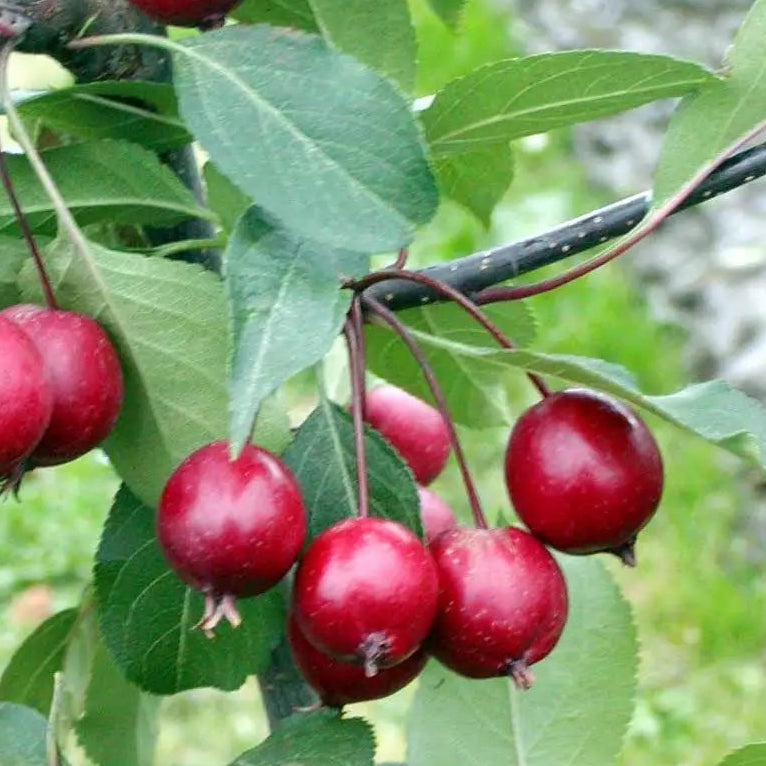 Bilde av Malus Maka-mik-Spanne Plantesalg
