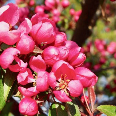 Bilde av Malus Maka-mik-Spanne Plantesalg
