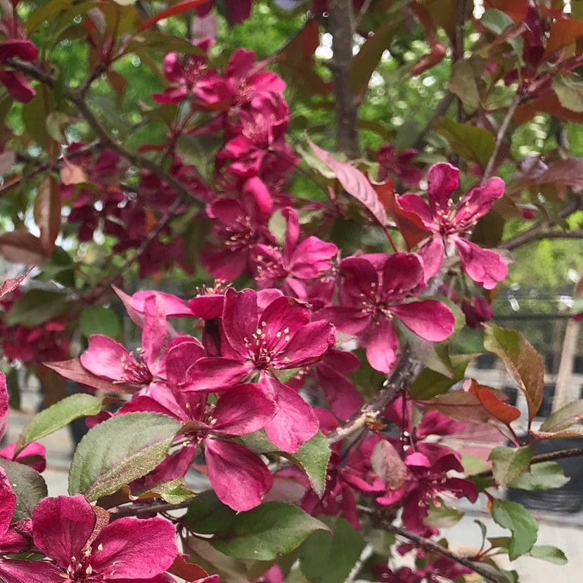 Bilde av Malus Royalty-Spanne Plantesalg