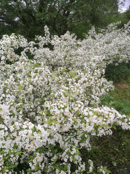 Bilde av Malus toringo var. sargentii Ås-Spanne Plantesalg