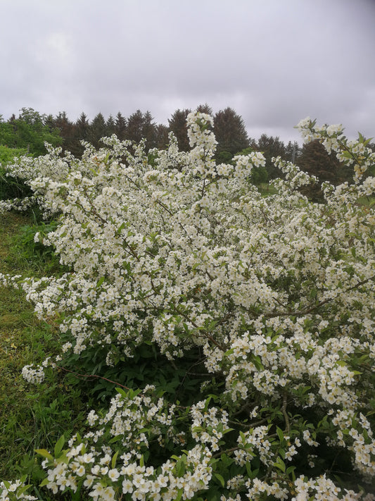 Bilde av Malus toringo var. sargentii Ås-Spanne Plantesalg