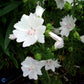 Bilde av Malva moschata 'Alba'-Spanne Plantesalg