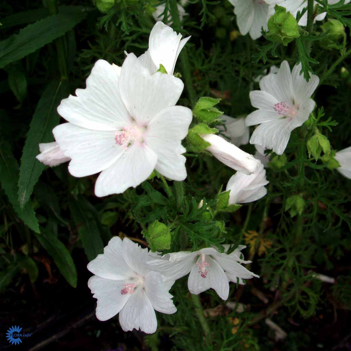 Bilde av Malva moschata 'Alba'-Spanne Plantesalg