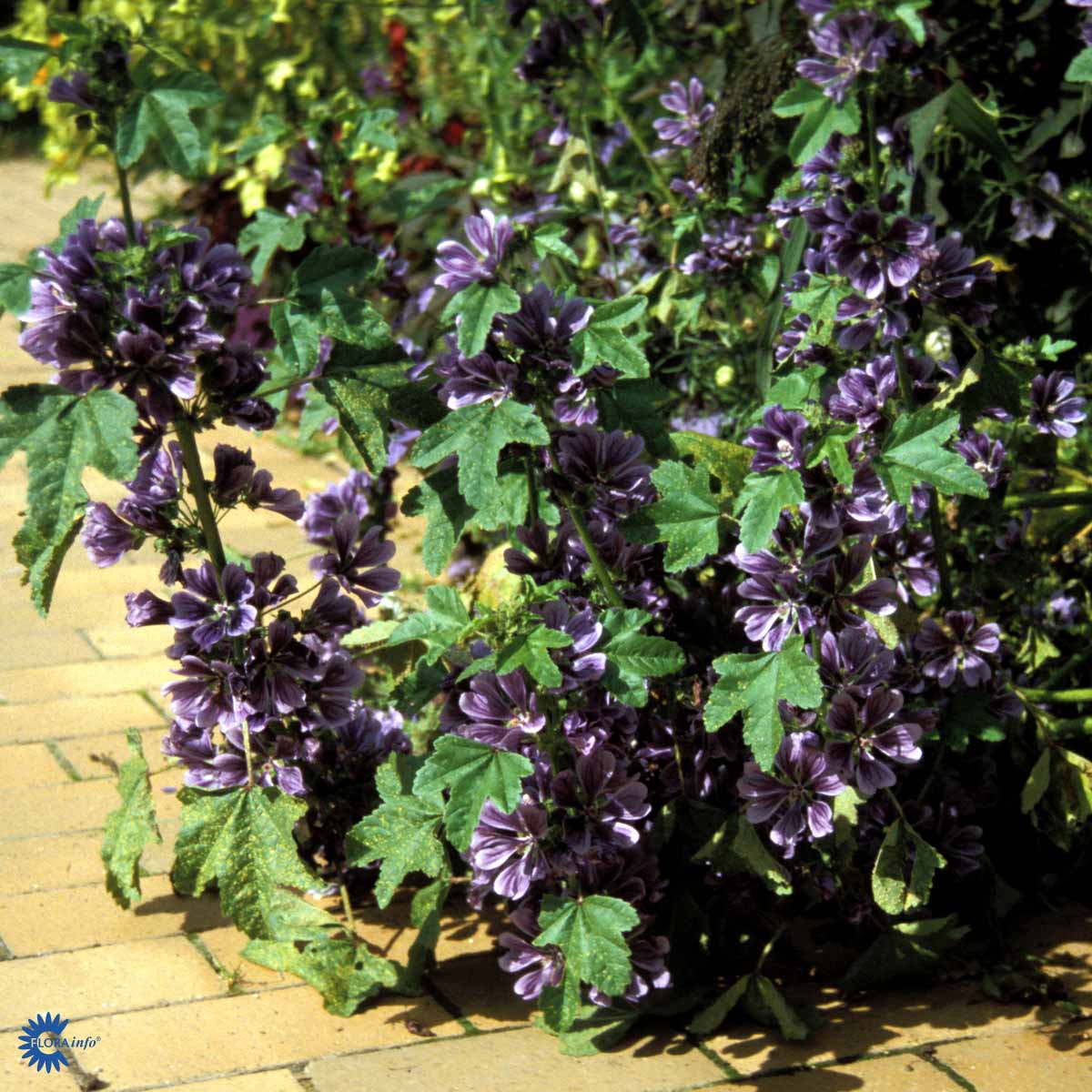 Bilde av Malva sylvestris-Spanne Plantesalg