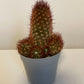 Bilde av Mammillaria Elongata Anguinea-Spanne Plantesalg