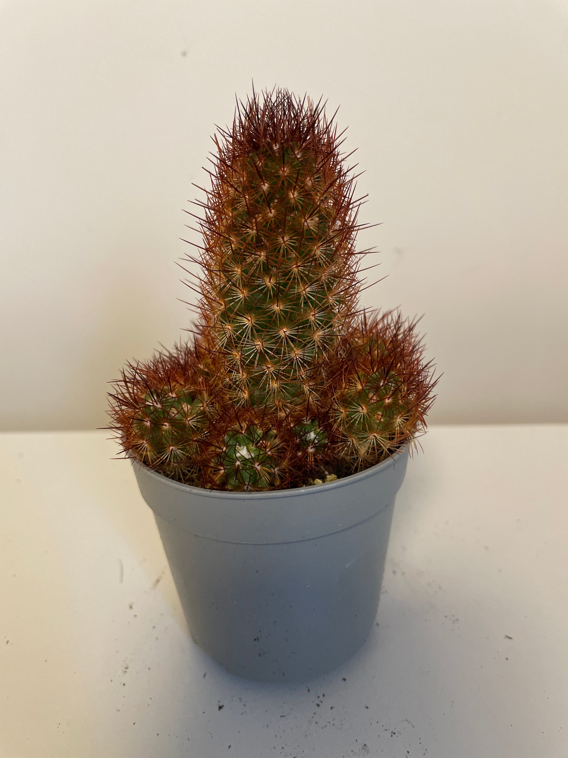 Bilde av Mammillaria Elongata Anguinea-Spanne Plantesalg