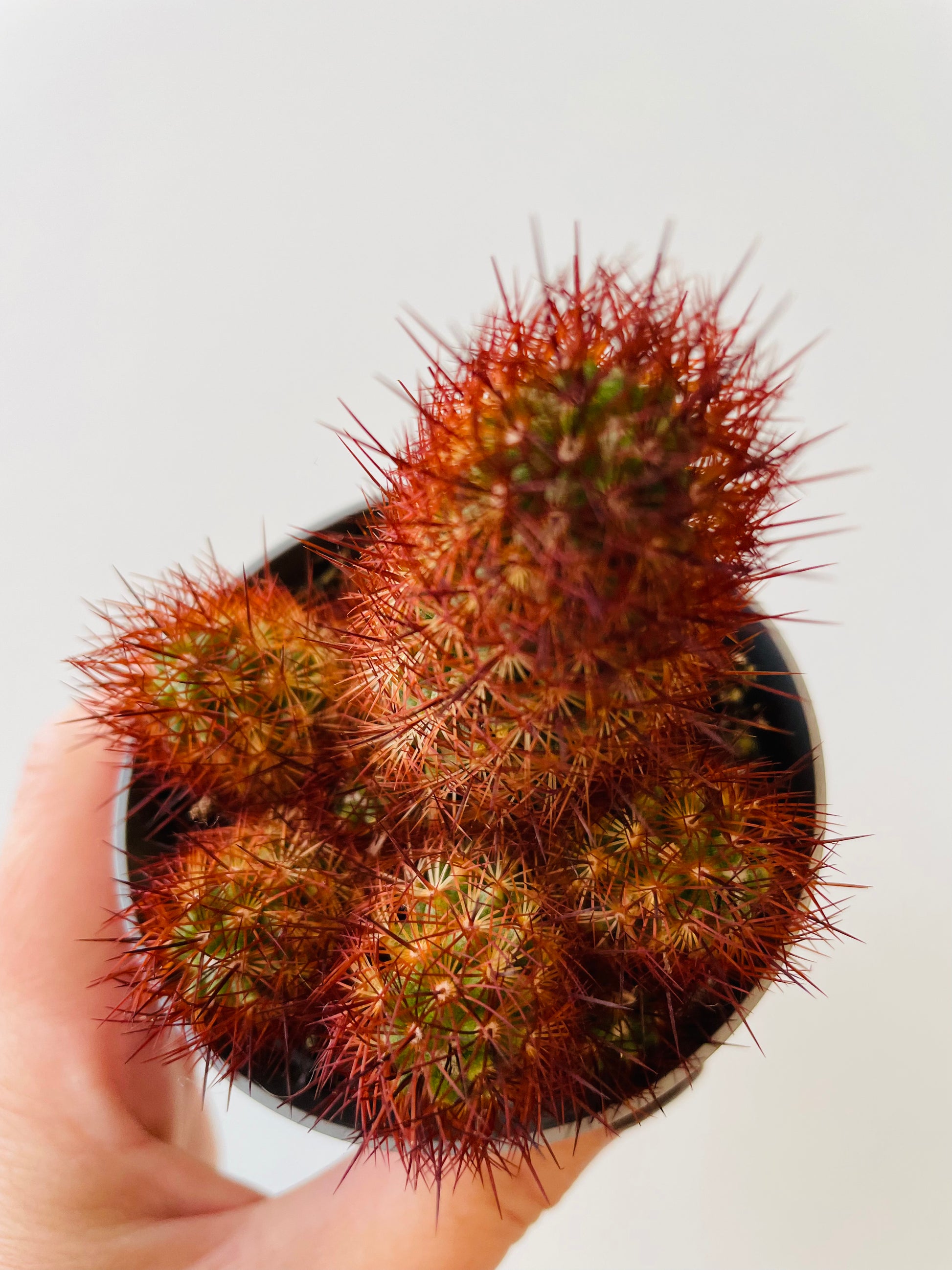 Bilde av Mammillaria elongata ‘Anguinea’-Spanne Plantesalg