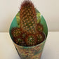 Bilde av Mammillaria Elongata Anguinea-Spanne Plantesalg
