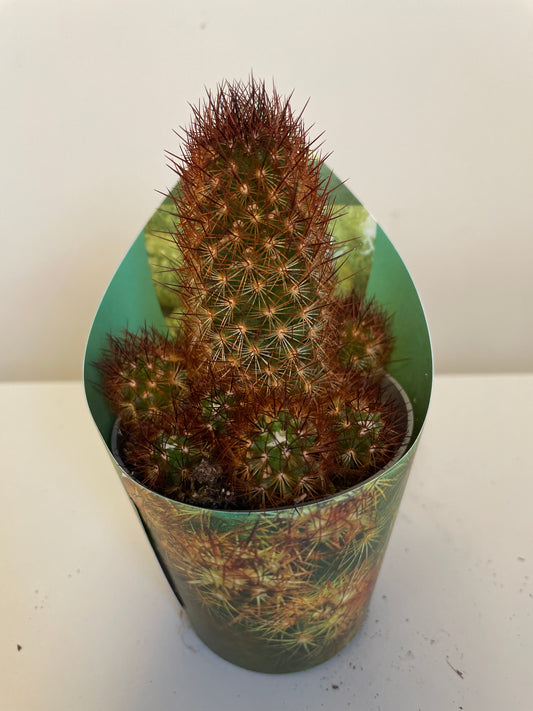 Bilde av Mammillaria Elongata Anguinea-Spanne Plantesalg