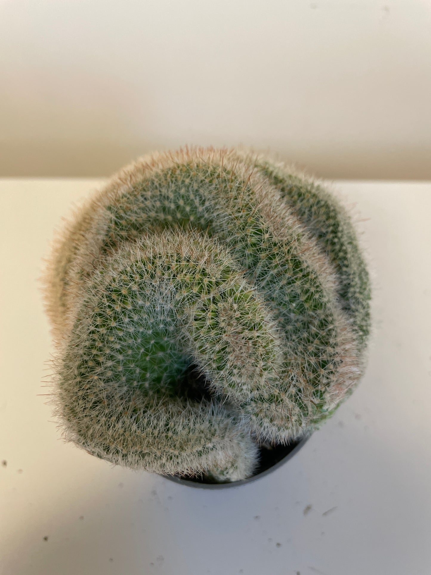 Bilde av Mammillaria Ernestii Crestata-Spanne Plantesalg