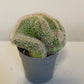 Bilde av Mammillaria Ernestii Crestata-Spanne Plantesalg