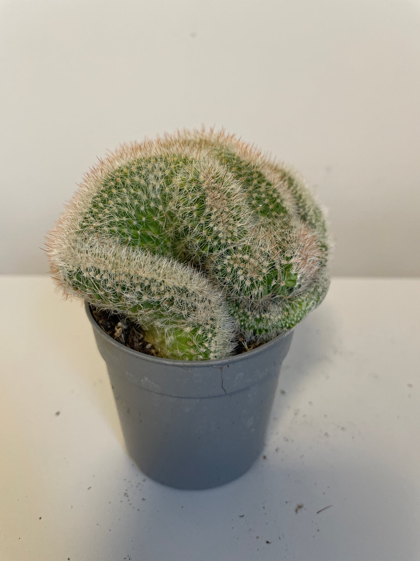 Bilde av Mammillaria Ernestii Crestata-Spanne Plantesalg