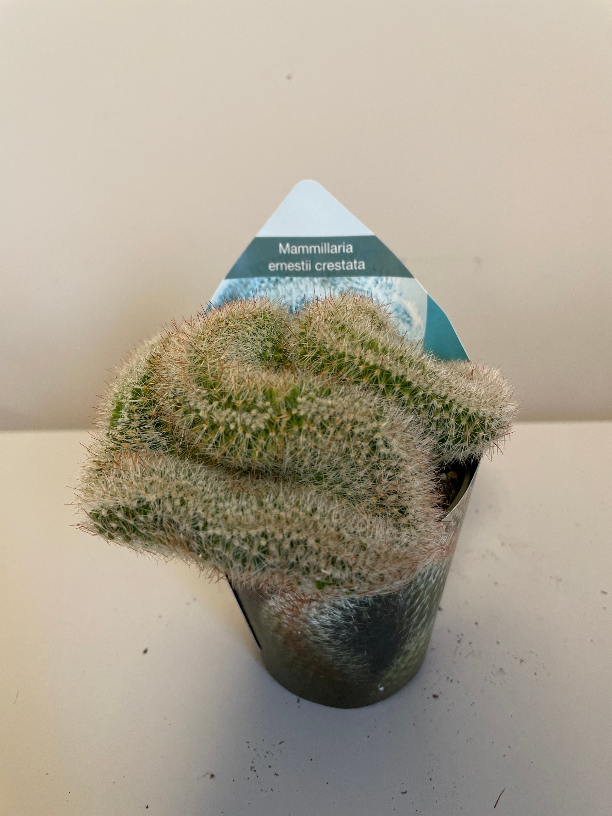 Bilde av Mammillaria Ernestii Crestata-Spanne Plantesalg