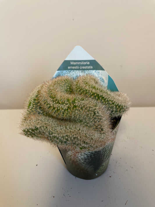 Bilde av Mammillaria Ernestii Crestata-Spanne Plantesalg