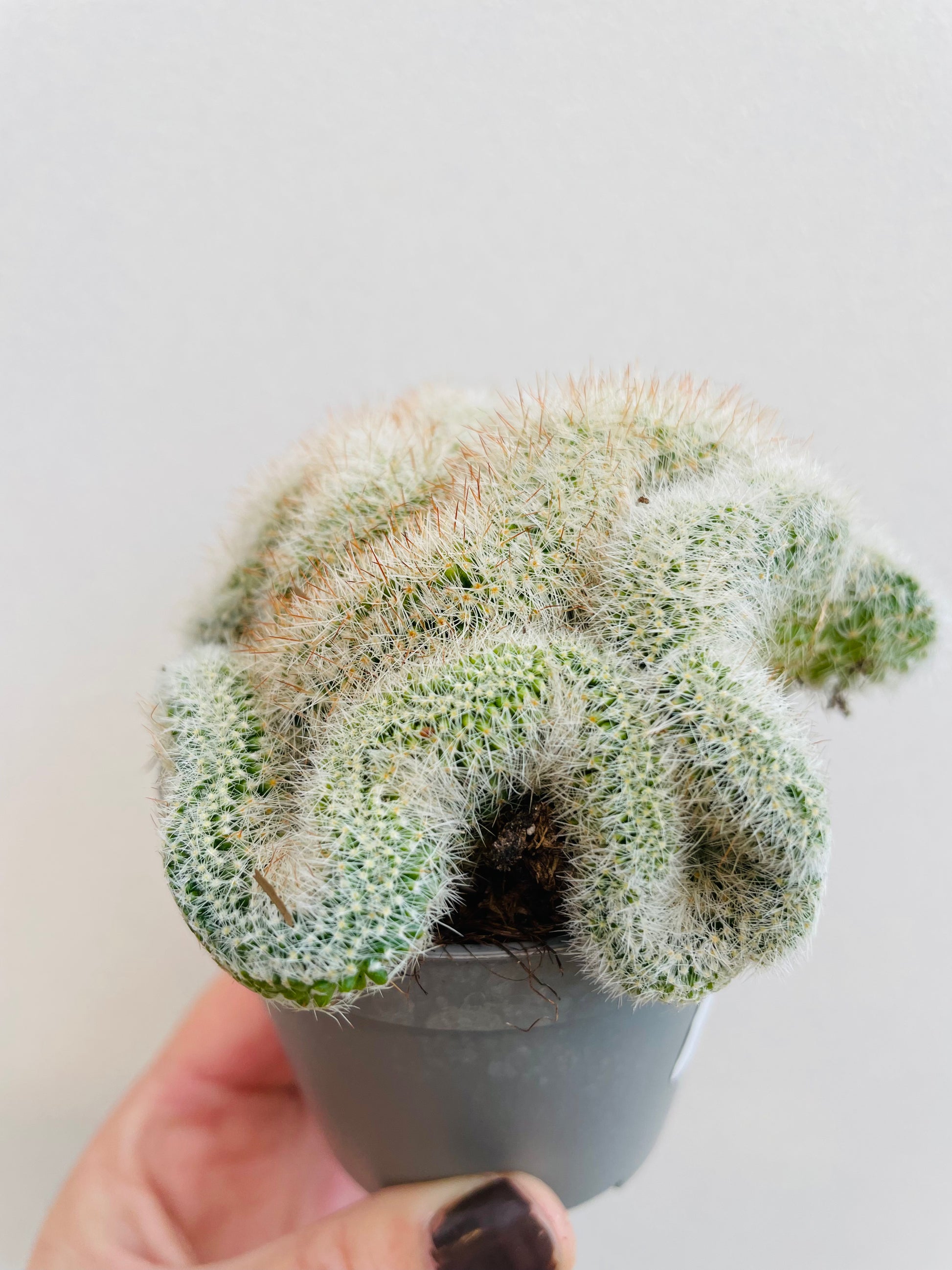 Bilde av Mammillaria ernestii cristata-Spanne Plantesalg