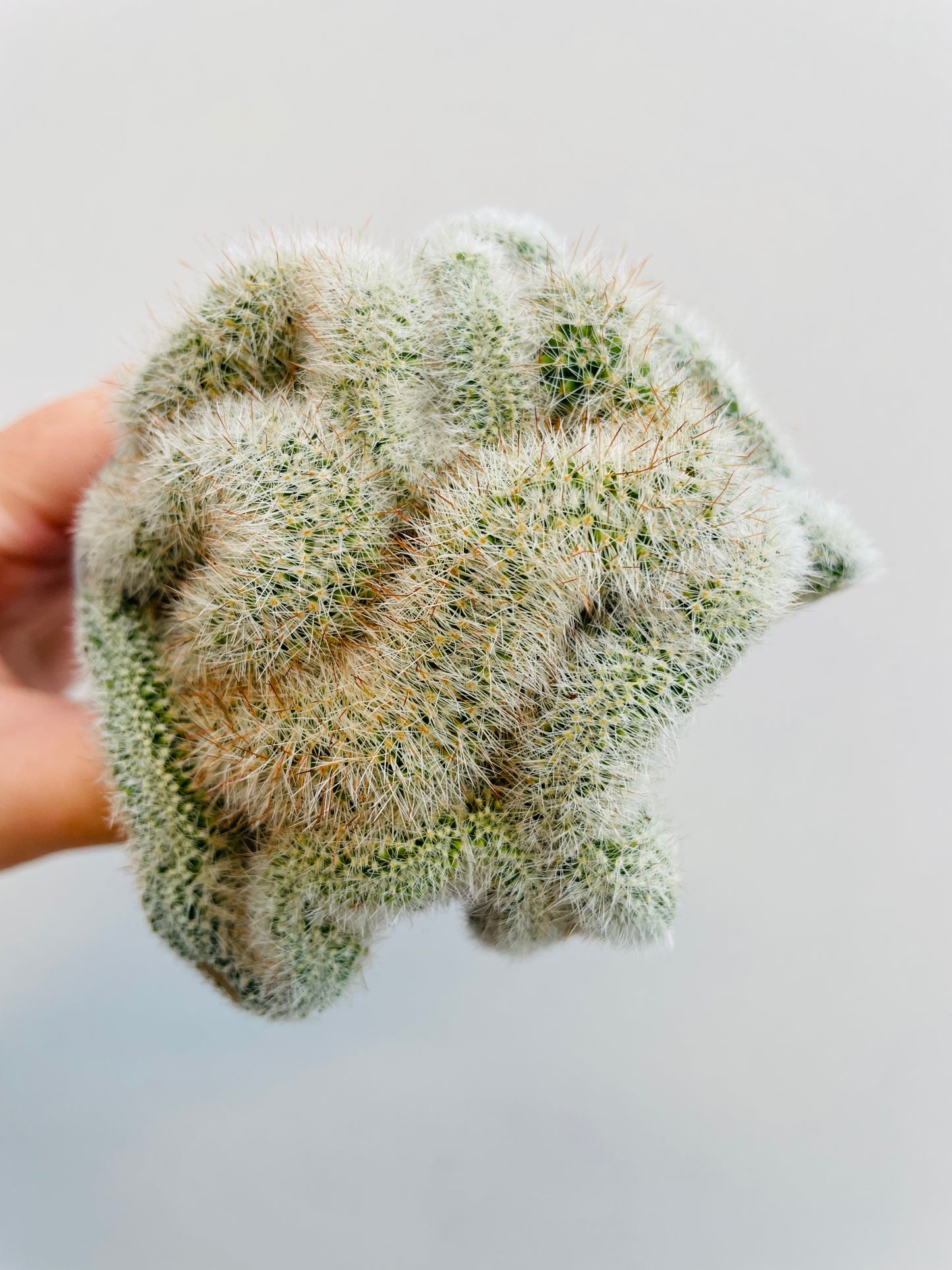 Bilde av Mammillaria ernestii cristata-Spanne Plantesalg