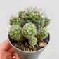 Bilde av Mammillaria gracilis-Spanne Plantesalg