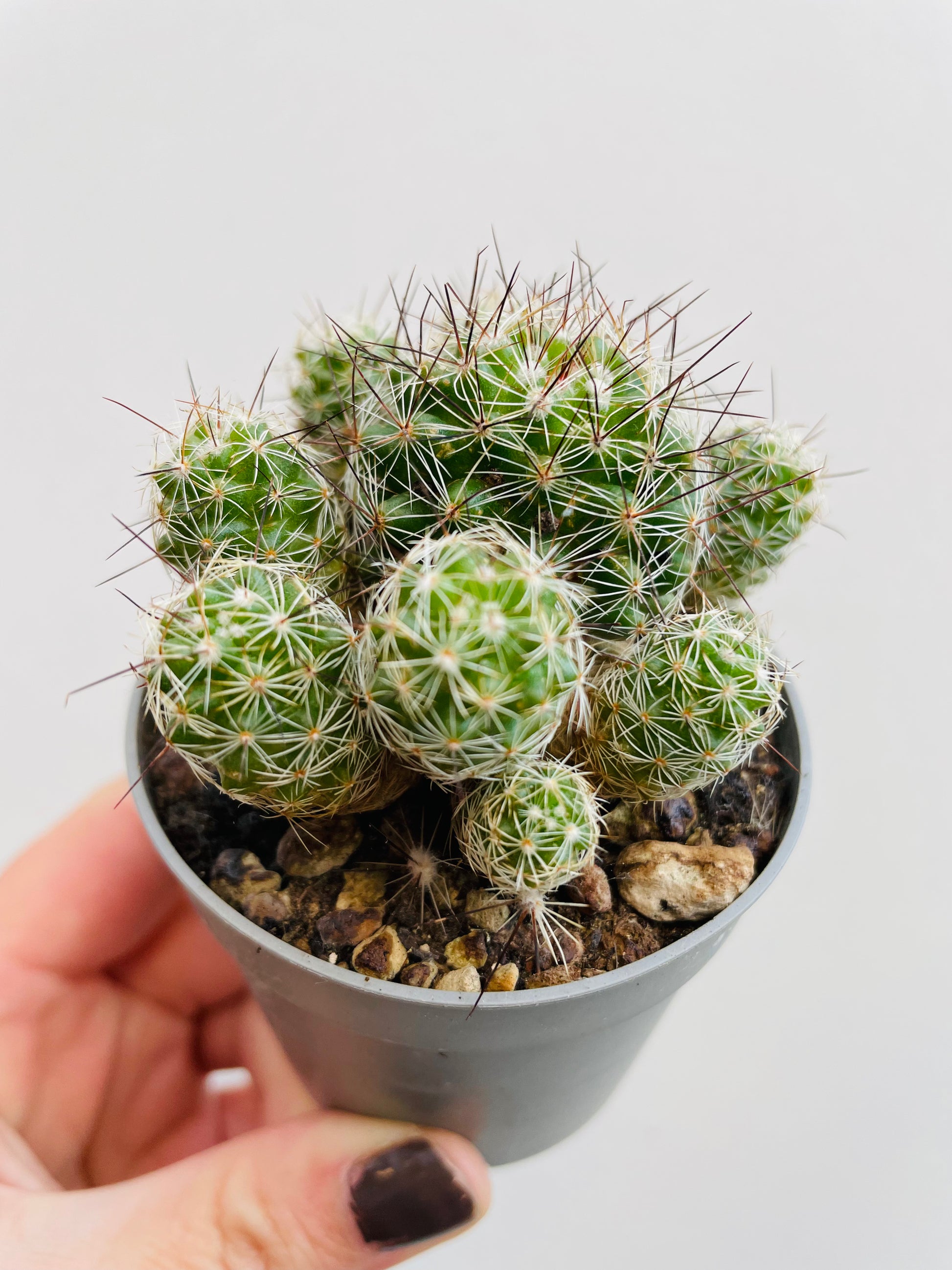 Bilde av Mammillaria gracilis-Spanne Plantesalg