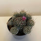 Bilde av Mammillaria Gracilis-Spanne Plantesalg
