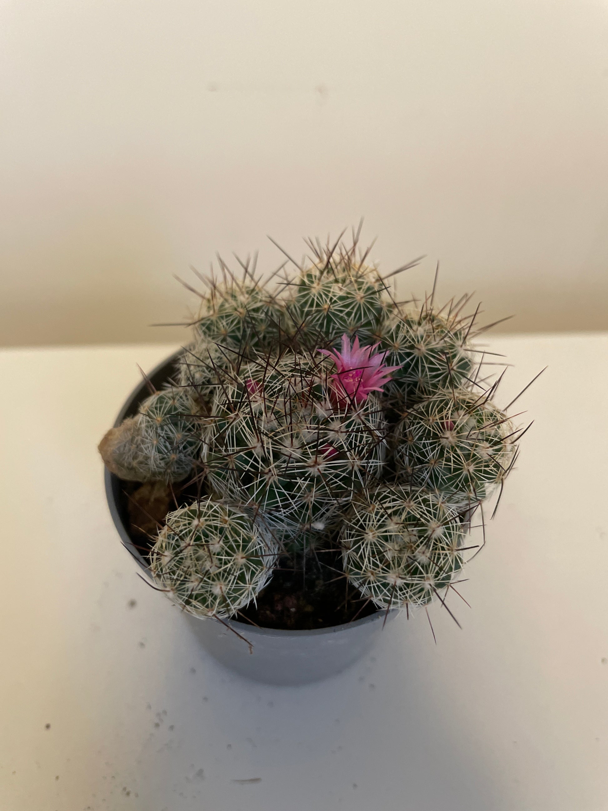 Bilde av Mammillaria Gracilis-Spanne Plantesalg