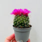 Bilde av Mammillaria gracilis 5 cm potte-Spanne Plantesalg