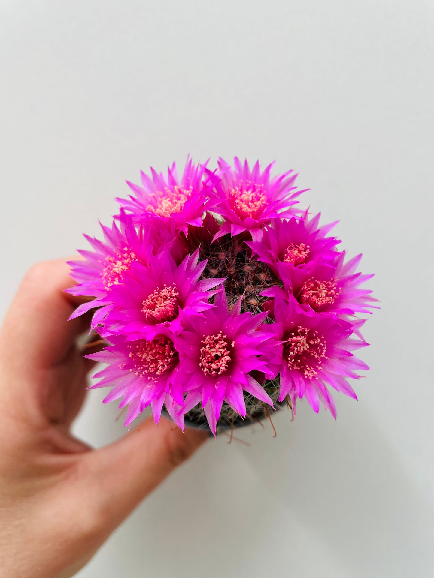 Bilde av Mammillaria gracilis 5 cm potte-Spanne Plantesalg