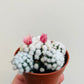 Bilde av Mammillaria gracilis ‘Snowcap’-Spanne Plantesalg