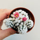 Bilde av Mammillaria gracilis ‘Snowcap’-Spanne Plantesalg