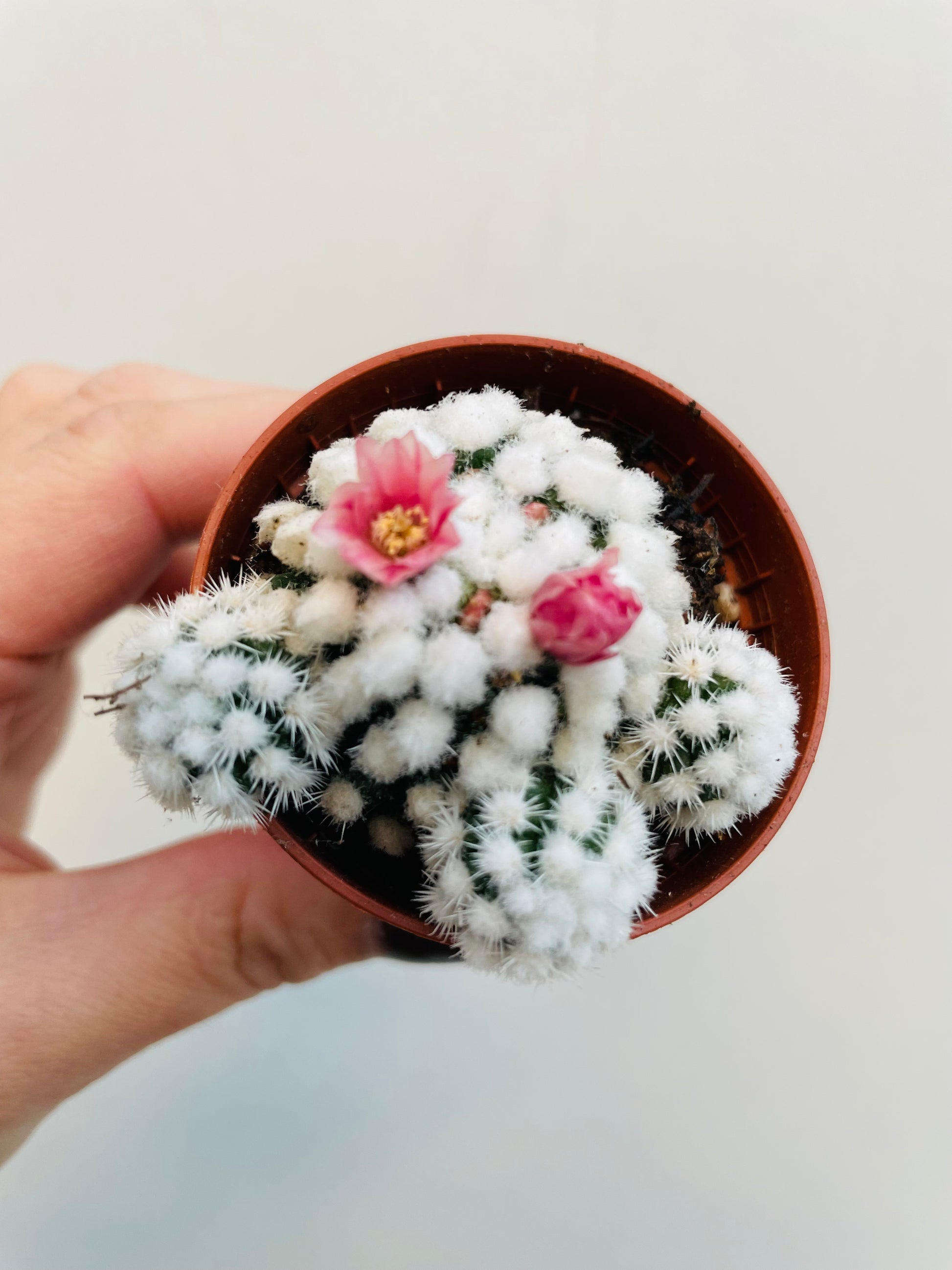 Bilde av Mammillaria gracilis ‘Snowcap’-Spanne Plantesalg