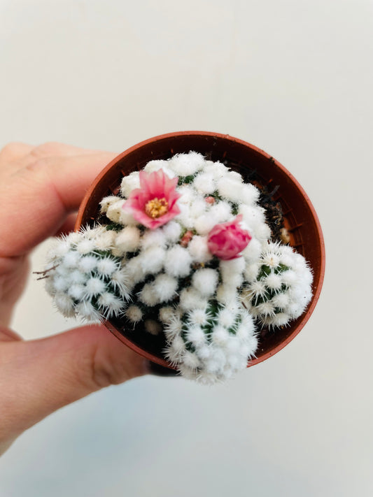 Bilde av Mammillaria gracilis ‘Snowcap’-Spanne Plantesalg