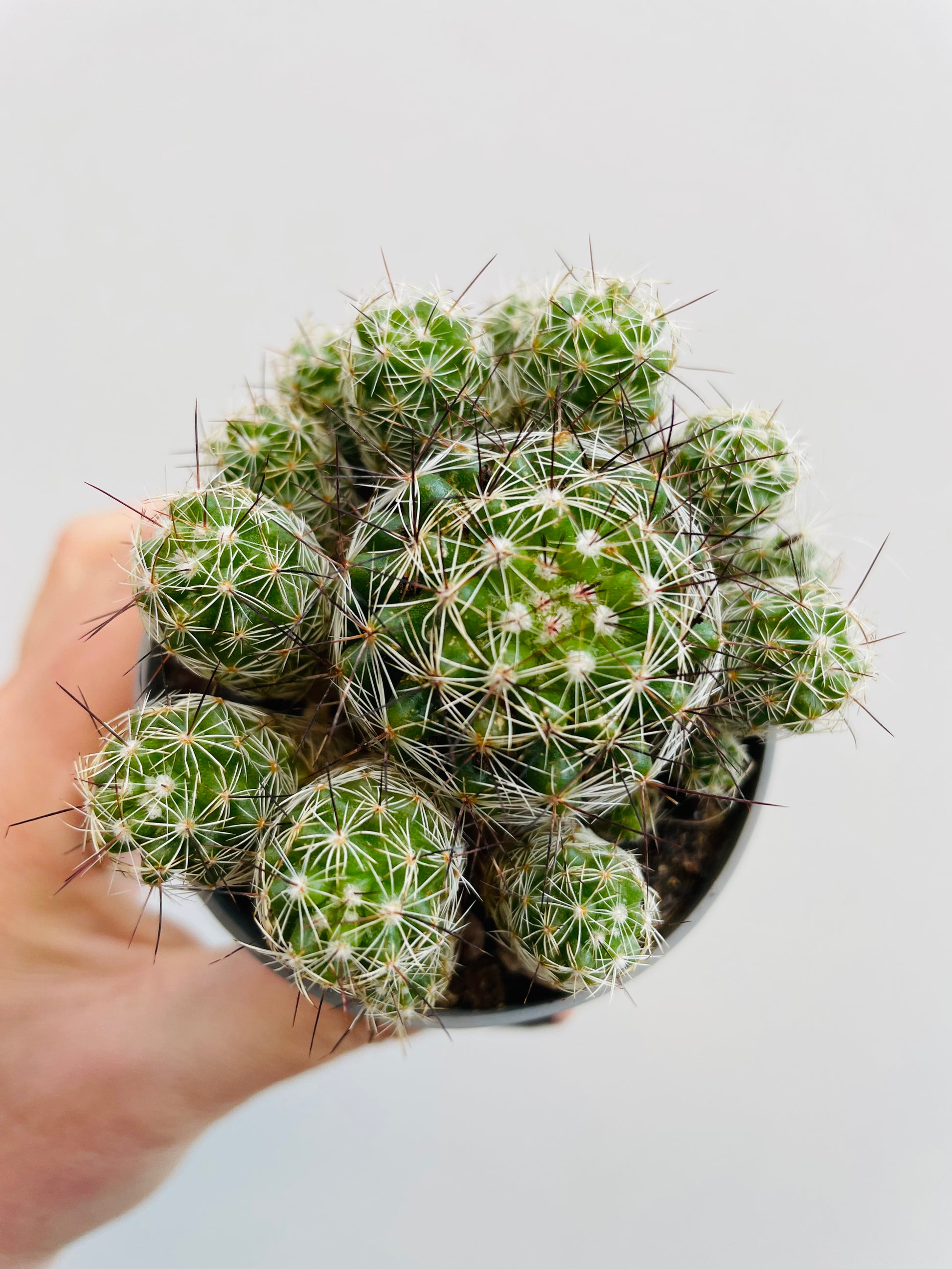 Bilde av Mammillaria gracilis-Spanne Plantesalg