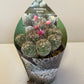 Bilde av Mammillaria Gracilis-Spanne Plantesalg