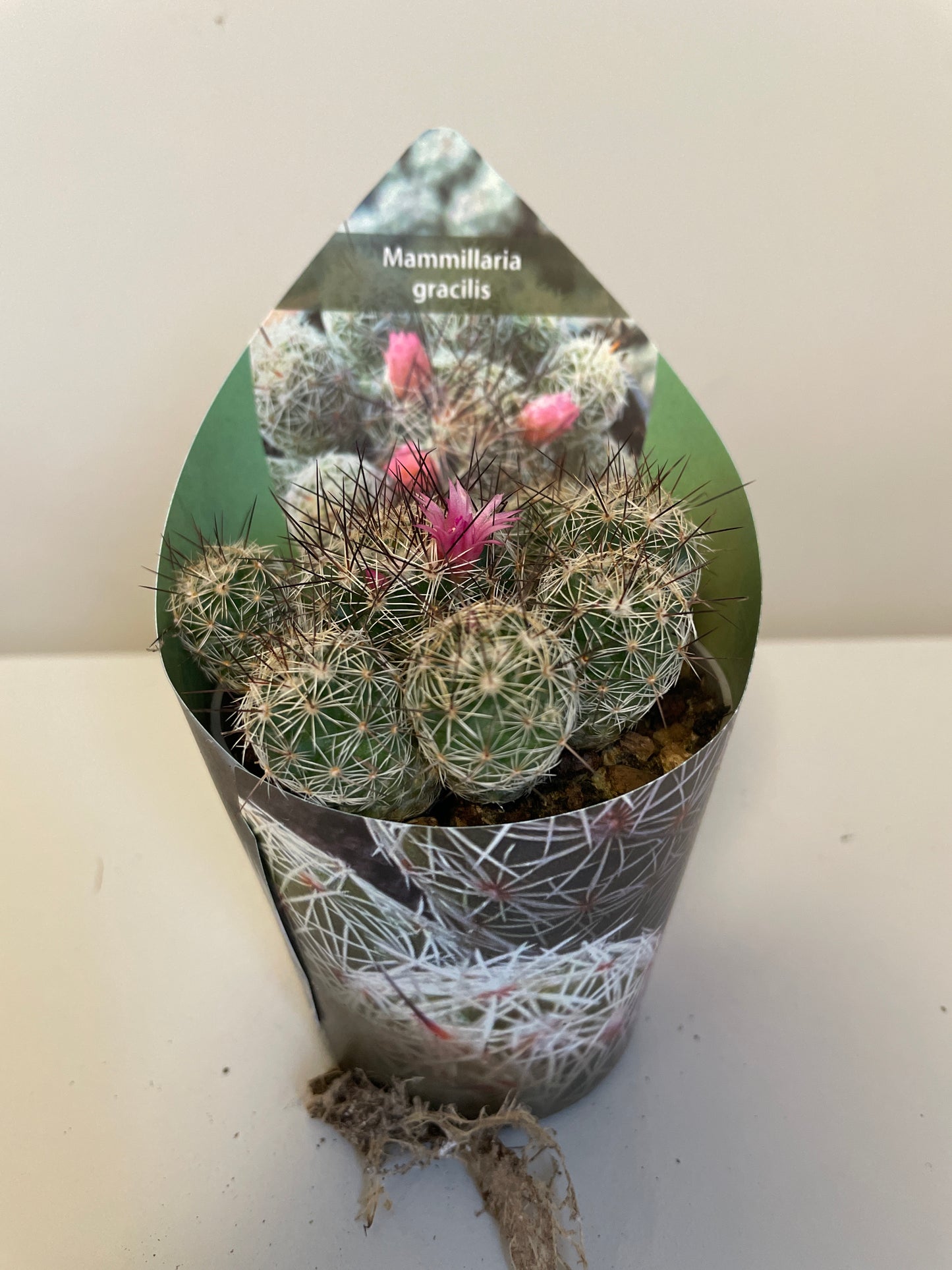 Bilde av Mammillaria Gracilis-Spanne Plantesalg