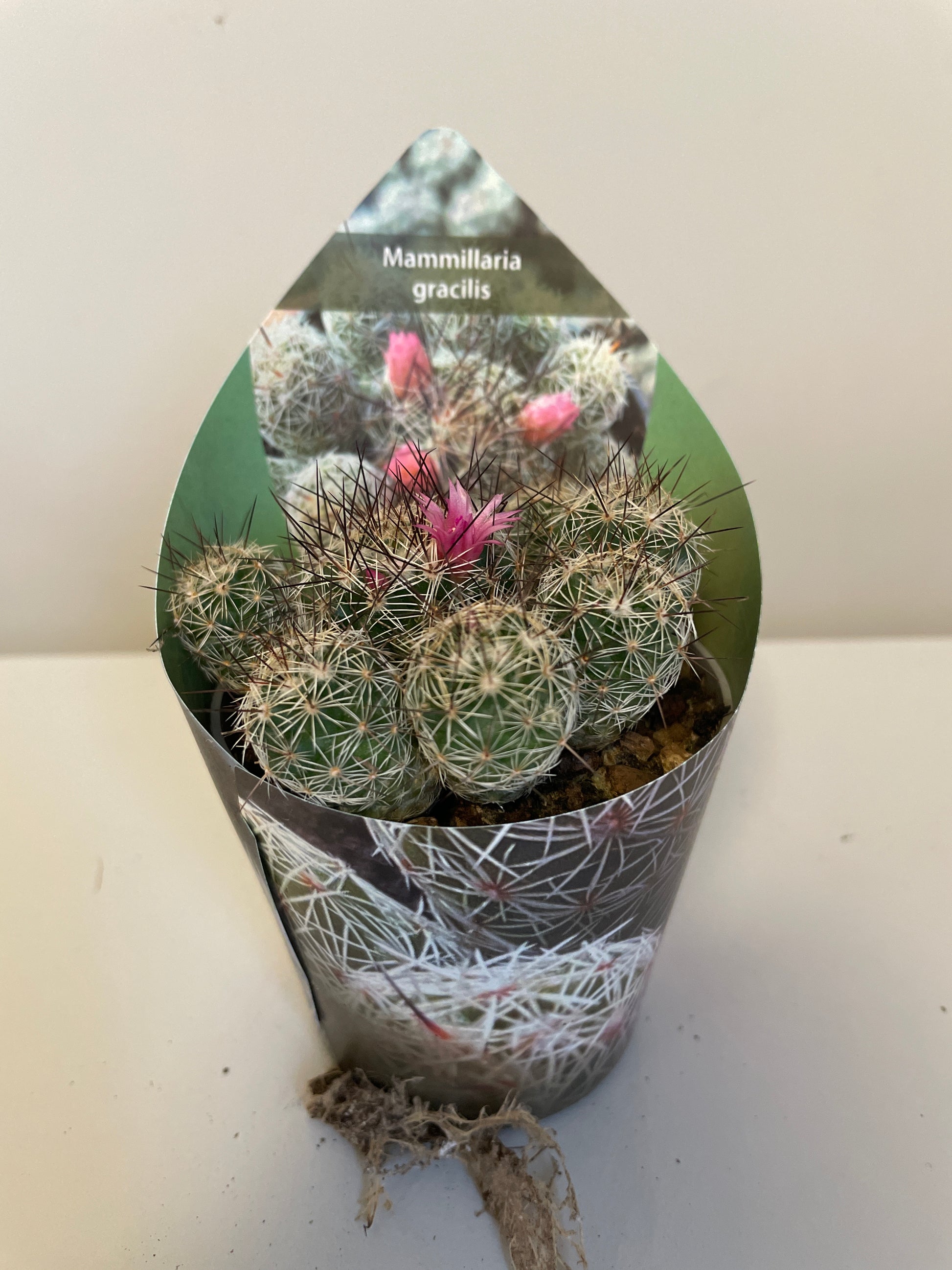 Bilde av Mammillaria Gracilis-Spanne Plantesalg