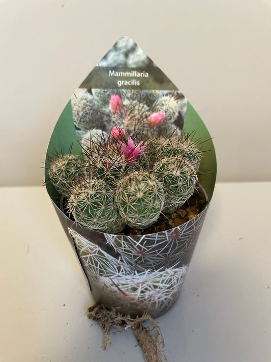 Bilde av Mammillaria Gracilis-Spanne Plantesalg