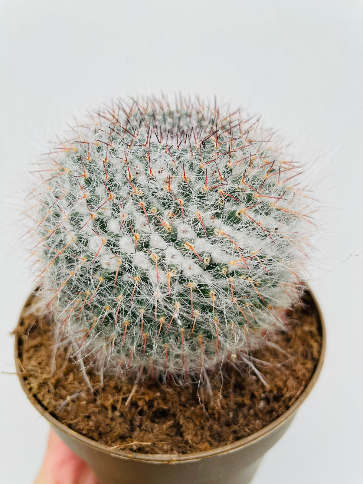 Bilde av Mammillaria hahniana-Spanne Plantesalg