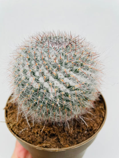 Bilde av Mammillaria hahniana-Spanne Plantesalg