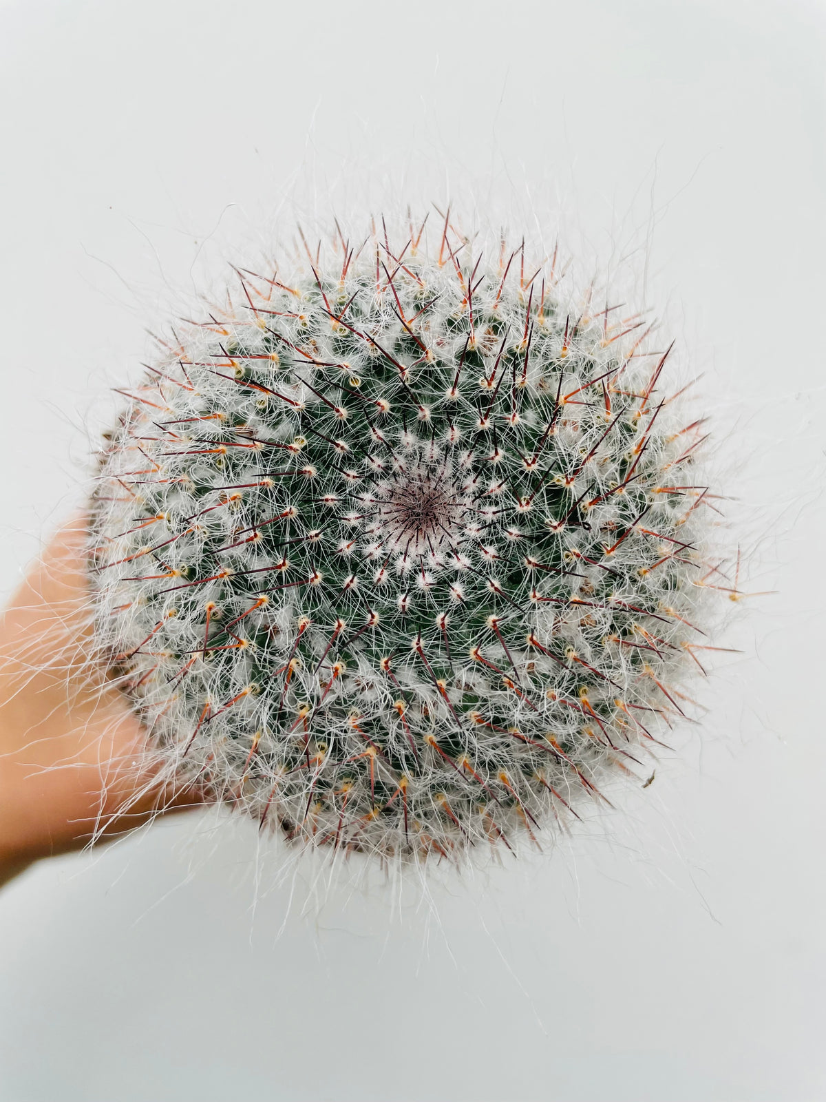 Bilde av Mammillaria hahniana-Spanne Plantesalg