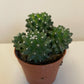 Bilde av Mammillaria Toluca-Spanne Plantesalg